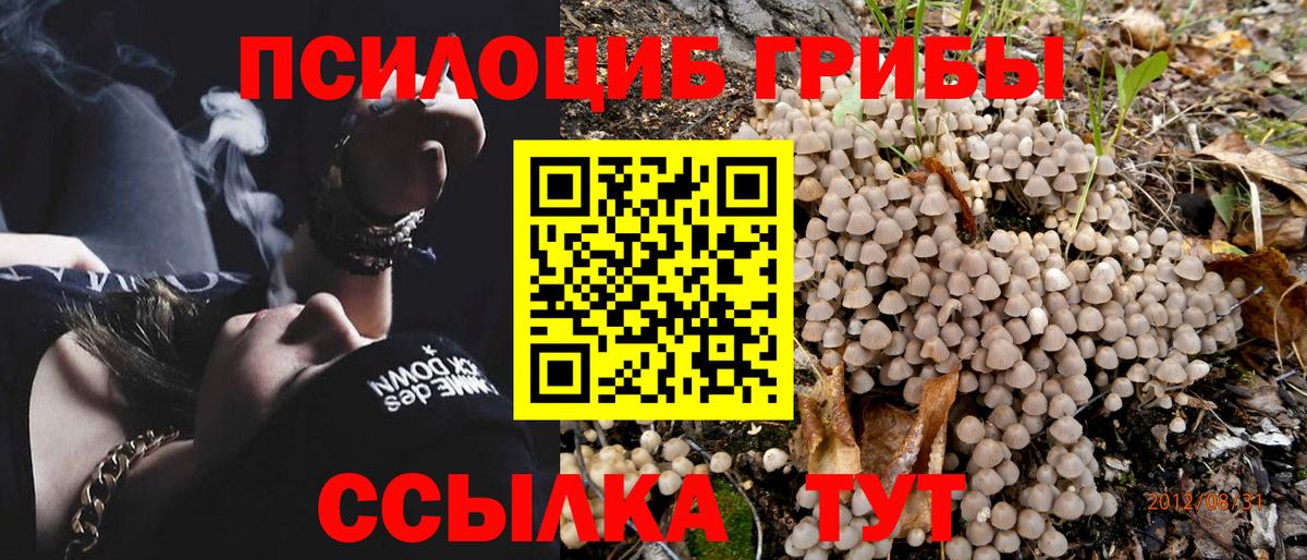 Псилоцибиновые грибы Psilocybine cubensis Острогожск